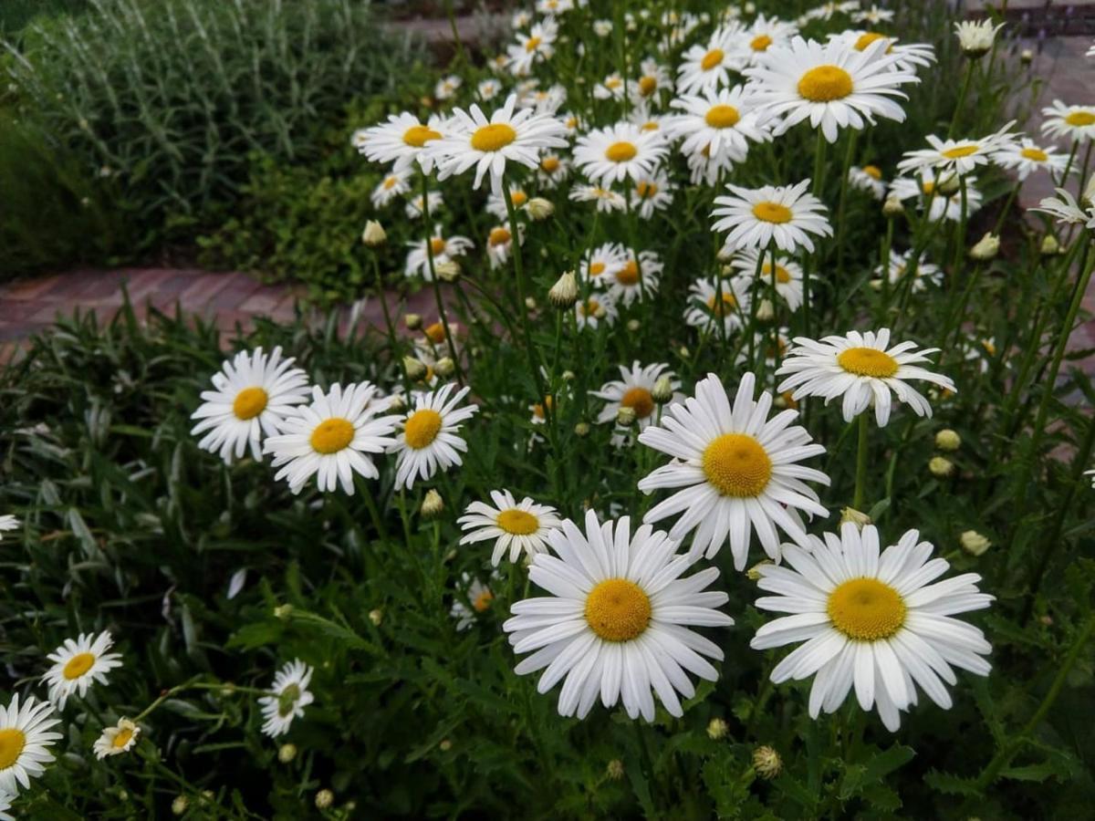 Daisy Place Franschhoek Zewnętrze zdjęcie